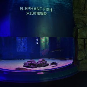 Elephant Fish exhibit