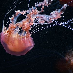 Black Sea Nettle (Chrysaora achlyos)