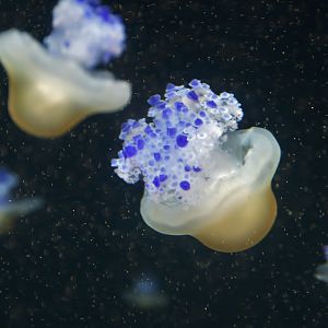 Fried Egg Sea Jelly (Phacellophora camtschatica)
