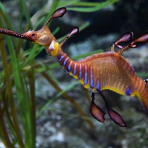 Weedy Sea Dragon (Phyllopteryx taeniolatus)