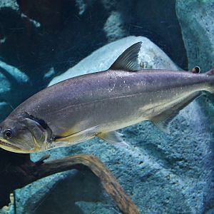 Payara (Hydrolycus armatus)