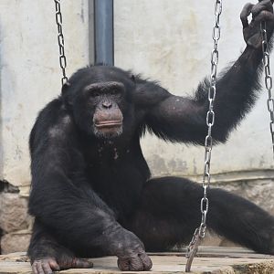 chimpanzee (Pan troglodytes)