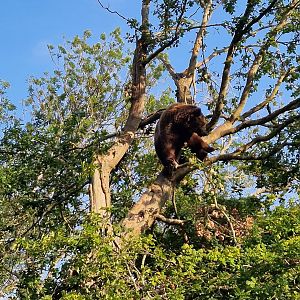 Climbing Brown Bear