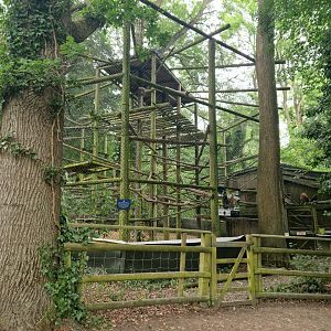 Javan Lutung exhibit
