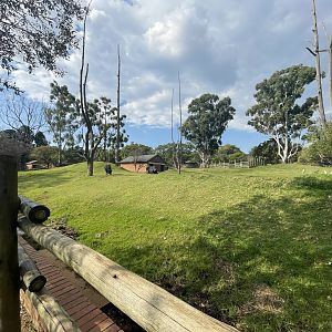 Water Buffalo and Blackbuck Enclosure (Bubalus bubalis)