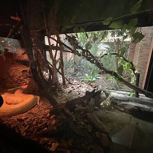 Burmese Python enclosure (Python bivittatus)