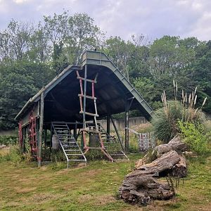 Gorilla bachelor group exhibit