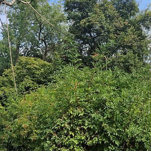 De Brazza's monkey/Western Guereza exhibit