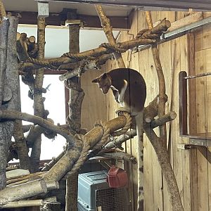 Goodfellows tree kangaroo