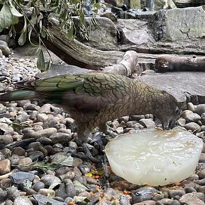 Kea