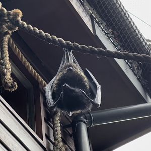 Livingstones fruit bat