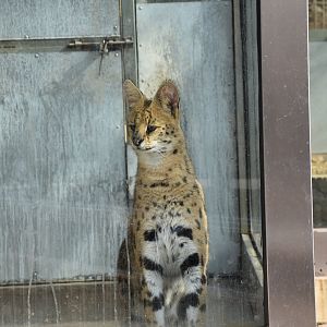 serval (Leptailurus serval)