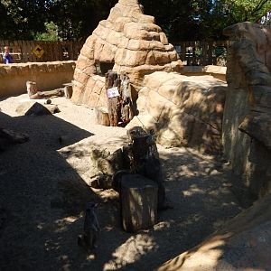Meerkat enclosure 100722