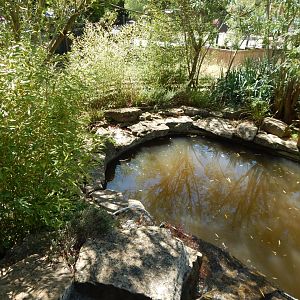 South American tapir enclosure 100722