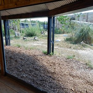 Lion Pride Lands 100722