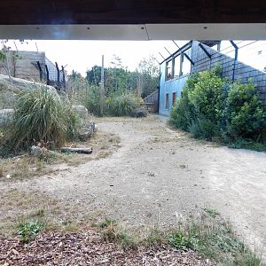 Lion Pride Lands 100722