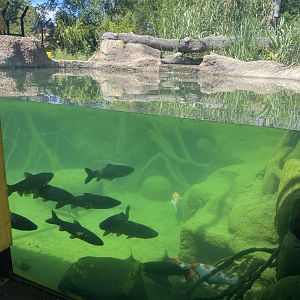 Land of the Tigers 100722