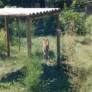 Land of the Tigers 100722