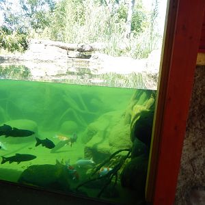 Land of the Tigers 100722