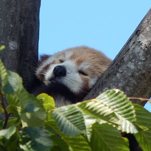 Red panda 100722