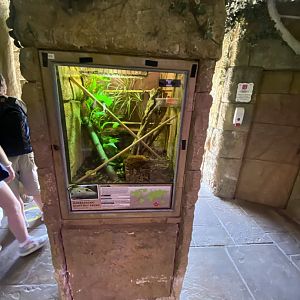 Temple of Angkor - Madagascar day gecko exhibit 100722