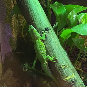 Temple of Angkor - Madagascar day gecko 100722