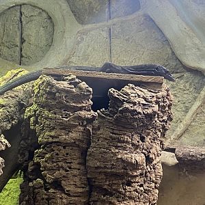 Temple of Angkor - Black tree monitor 100722