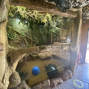 Temple of Angkor - Dwarf crocodile exhibit 100722