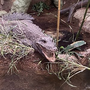 Temple of Angkor - Dwarf Crocodile 100722