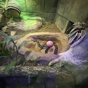 Amazon and Beyond - False water cobra exhibit 100722