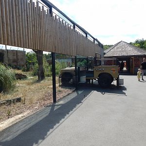 Lion Pride Lands 100722