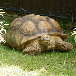 African spurred tortoise 100722