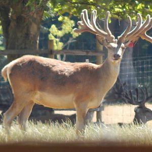 Central European red deer 110722
