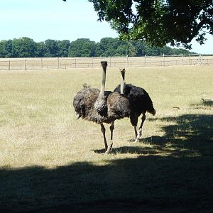 Common ostriches 110722