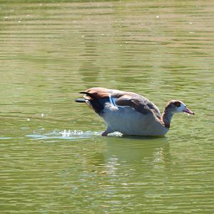 Egyptian goose 110722