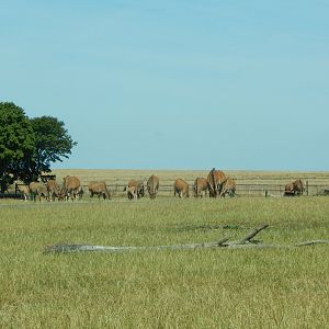 Common eland herd 110722
