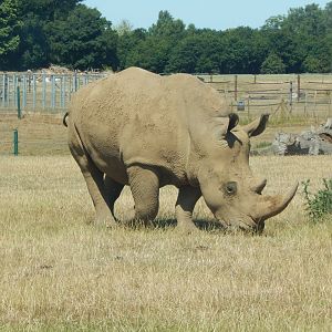 Southern white rhinoceros 110722