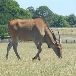 Common eland 110722