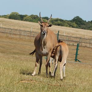 Common elands 110722