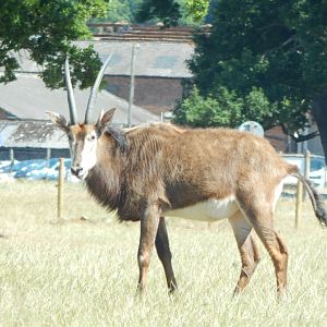 Sable antelope 110722