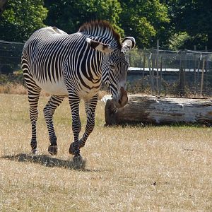 Grevy's zebra 110722