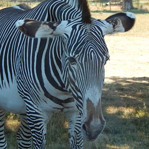 Grevy's zebra 110722