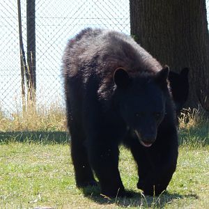 American black bear 110722