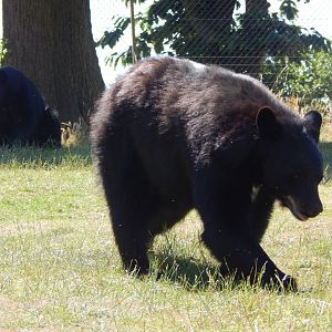 American black bears 110722