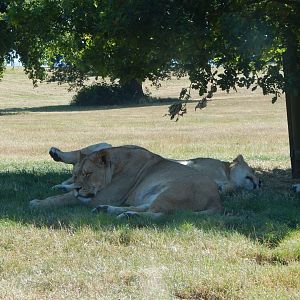Lions 110722