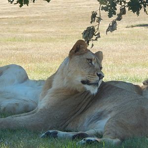 Lioness 110722
