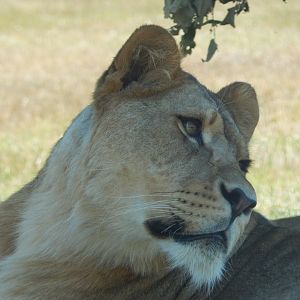 Lioness 110722