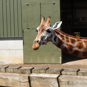 Rothschild's giraffe 110722