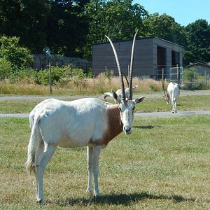 Scimitar-horned oryx 110722