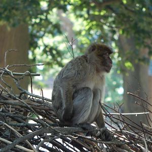 Barbary macaque 110722
